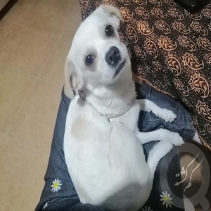 سگ گمشده مژدگانی بیست میلیون